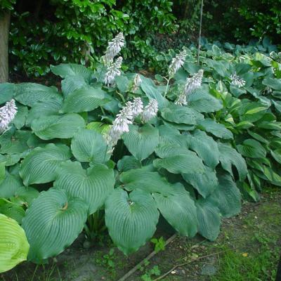 Hosta 'Blue Angel'